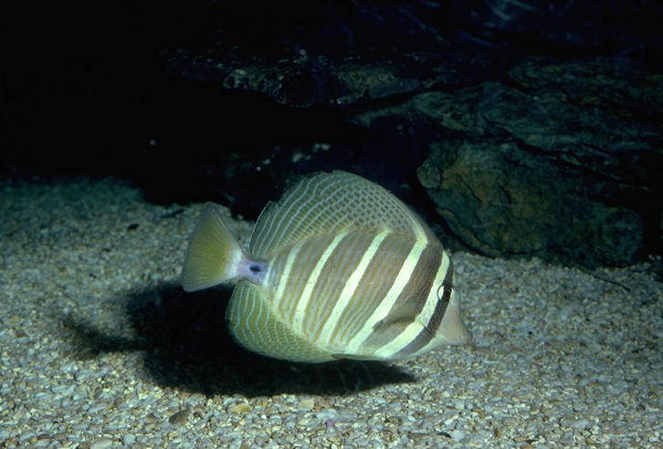 Zebrasoma veliferum (Pesce chirurgo tigrato)